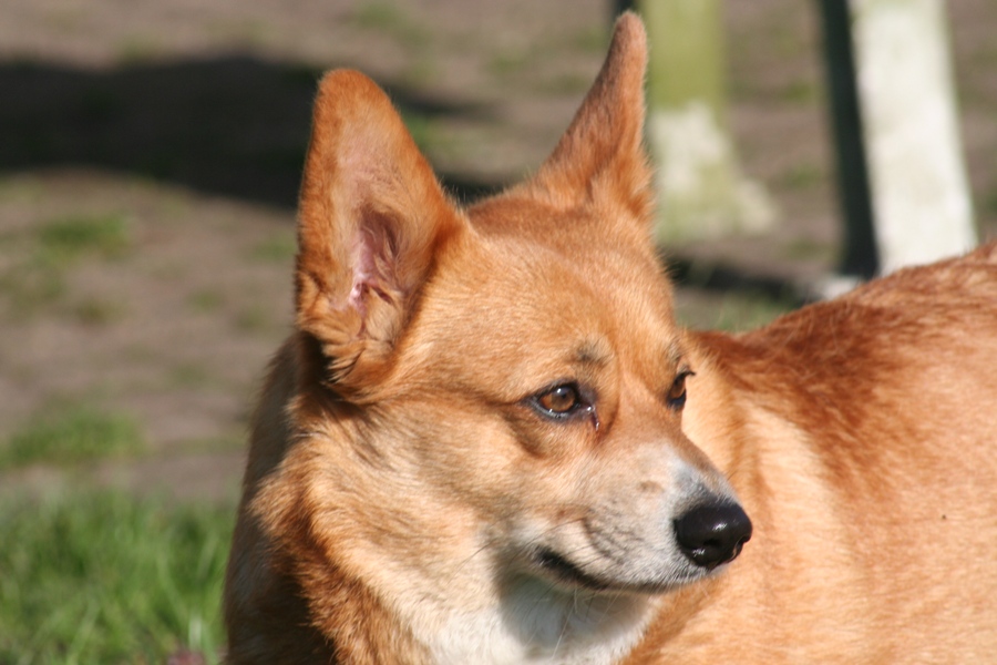 Kaya